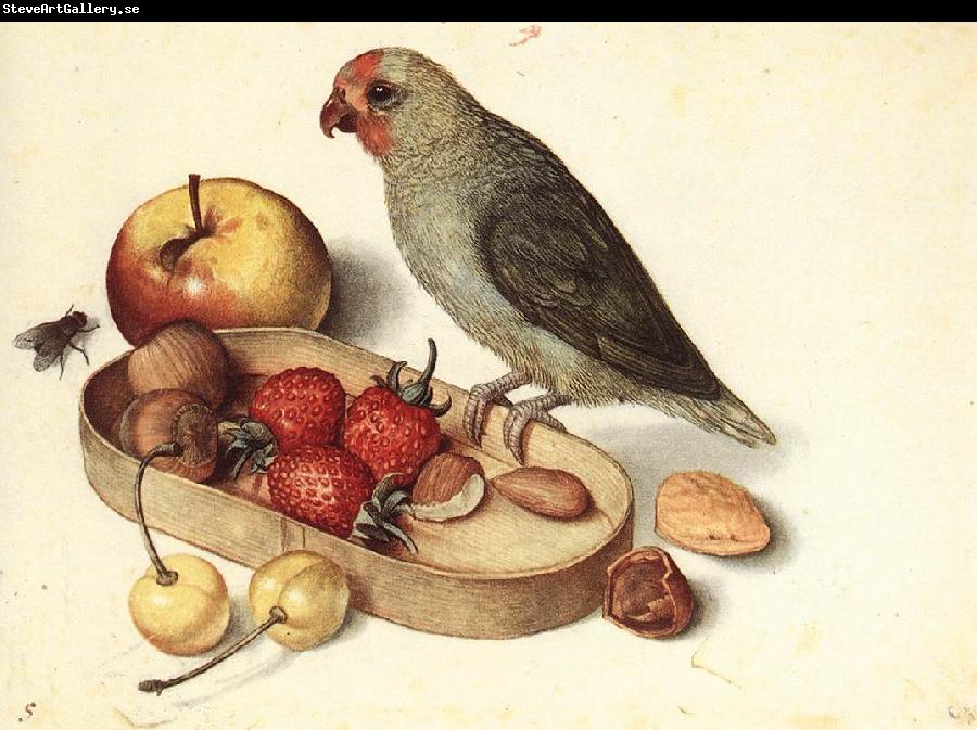 FLEGEL, Georg Still-Life with Pygmy Parrot dfg